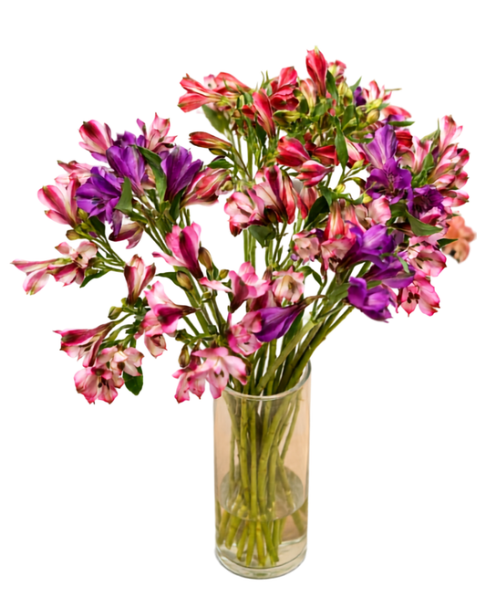 Altromeria Elegance